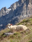 Beata fra gli alpeggi Beata fra gli alpeggi