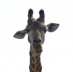 giraffa giraffa