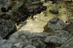 Fiume dorato Fiume dorato