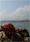 Mare... Mare...