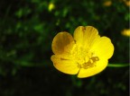 Yellow Yellow