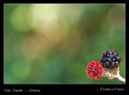 ...il rosso e il nero ...il rosso e il nero