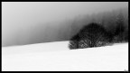 Alberi e neve Alberi e neve