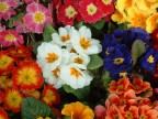 Candido Fiore Candido Fiore