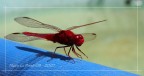 libellula 01 libellula 01