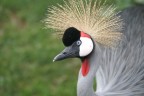 animali animali