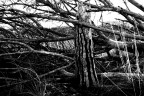 a proposito di alberi a proposito di alberi