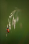 rosso rosso