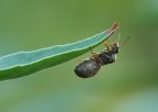 formichina, formichina....... formichina, formichina.......