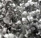 non dire gatto finch�...