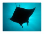 Manta Manta