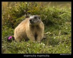 MarmottaPerlana... MarmottaPerlana...