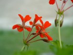 Rosso e Verde Rosso e Verde