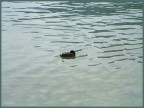 Solitario Solitario