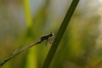Libellula Libellula