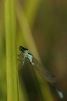 Libellula.... che ride!! Libellula.... che ride!!