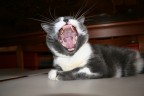 Che sonno! Che sonno!