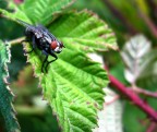 Mosca Mosca