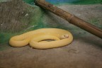 Serpentello giallo Serpentello giallo