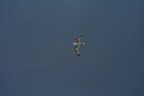 In volo dopo la tempesta In volo dopo la tempesta