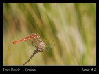 Rosso # 2 Rosso # 2