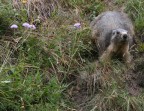 Marmotta attenta Marmotta attenta