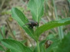 mosca 2 mosca 2
