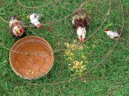 chicken chicken