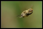 Ape in volo Ape in volo