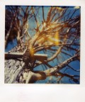 Tree Tree