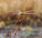 libellula