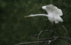 Renzo-Airone bianco maggiore Renzo-Airone bianco maggiore