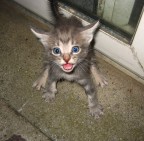 Guai a te se ti avvicini!!!