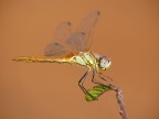 Libellula sfondo rosso Libellula sfondo rosso