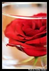 A Rose A Rose