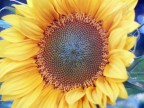 girasole girasole
