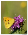 guardando al sole (colias crocea)