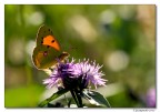 colias crocea (controluce) colias crocea (controluce)