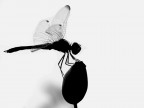 Silhouette di libellula b/n
