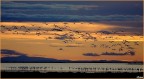 Un'alba in Camargue Un'alba in Camargue