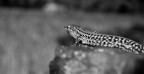 Lacerta Muralis Lacerta Muralis