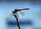 libellula al mare