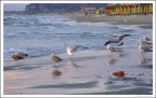 Picnic al Mare