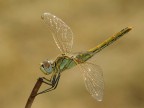 Libellula Libellula