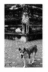 Vita da cani ... Vita da cani ...