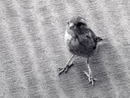 Passero solitario... Passero solitario...