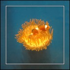 Nemo ... Nemo ...