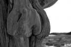 Albero Albero