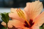 Fiore Fiore
