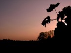 Cielo rosato con viti Cielo rosato con viti